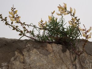 Growing in the cracks of David's Citadel