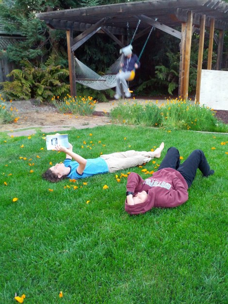 backyard, with scattered California poppies