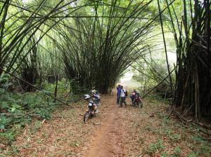 bamboo forest
