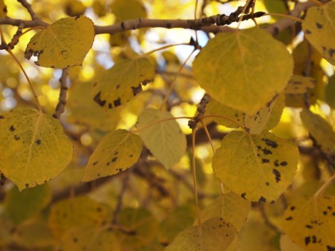 aspens