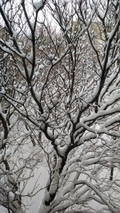 snow in tree