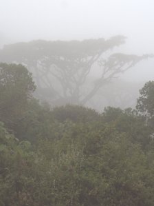 cloud forest